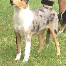 Collie Puppies from Creekwood Collies