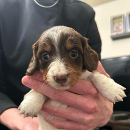 Eleven - Piebald female Dachshund puppy in Dorchester, Texas from Texas Mini Dachs