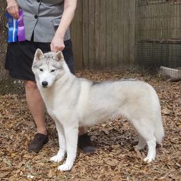 windy - Siberian Husky