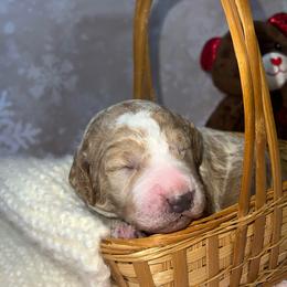 Waldi - Apricot male Goldendoodle puppy in Boaz, Alabama from Doodles All Day