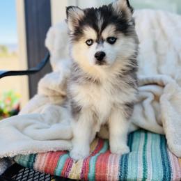 Pops - Black and white male Pomsky puppy in Yavapai County, Arizona from Pawsh Pomskies