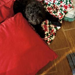 Poodle Puppies from Wanda Burton
