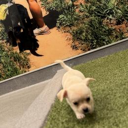 Chihuahua Puppies from Cloud9 Chihuahuas