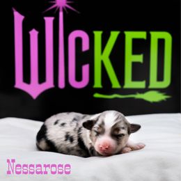 Nessarose - Blue merle female Miniature American Shepherd puppy in Groesbeck, Texas from Epic Miniature American Shepherds