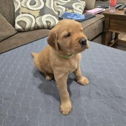 Green Collar - Golden female Golden Retriever puppy in El Dorado Hills, California from Asperheim Golden Retriever Puppies