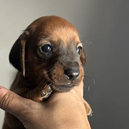Dachshunds from SpadedWeenies