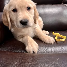 Golden Retriever Puppies from Renko Kennel