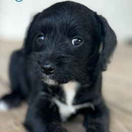 Miniature Schnauzers from Moutain Schnauzer’s