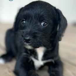 Miniature Schnauzers from Moutain Schnauzer’s