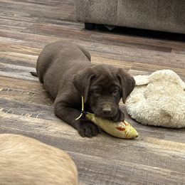 Yellow collar - Chocolate female Dilute Retriever puppy in Teton County, Montana from East Front Labradors & Treasure State Schnauzers