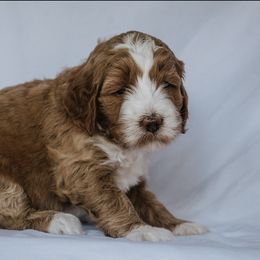 Goldendoodle Puppies from Lover Dover Doodles