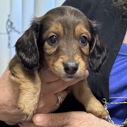 Douglas             (nickname only for ID) - Red male Dachshund puppy in Rhode Island from FOSTERS FRENCHIES and DACHSHUNDS