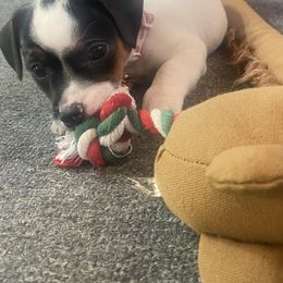 Russell Terrier Puppies from Frog Hollow Farm