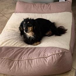 Dachshund All Grown Up from Karmas Dachshunds