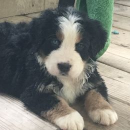 Bernese Mountain Dog Puppies from D’S Bernese Mountain Dogs