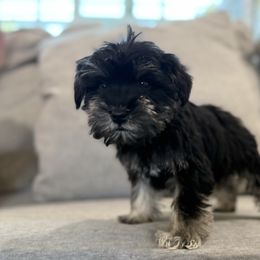 Jelly Roll - Black and silver male Miniature Schnauzer puppy in La Mirada, California from SchnauzersRus