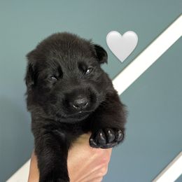 Girl 1 - German Shepherd puppy in Buffalo, New York from Vom Eisenraben German Shepherds