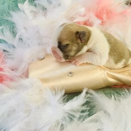 French Bulldog Puppies from Frenchie Paws