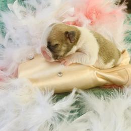 French Bulldog Puppies from Frenchie Paws
