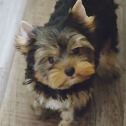 Olivia - Black and tan female Yorkshire Terrier puppy in Romulus, Michigan from Brenys Babies