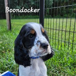 Boondocker - Black white and tan male English Springer Spaniel puppy in Grant, Michigan from Bedell's Riverdog Run