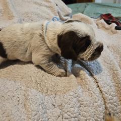 Boy 4 - Spinone Italiano puppy in Alachua, Florida from Asperida Dachshunds and Spinoni