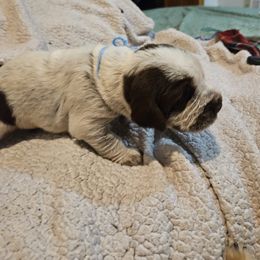Boy 4 - Spinone Italiano puppy in Alachua, Florida from Asperida Dachshunds and Spinoni