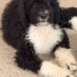 Misty - Black and white female Bernedoodle puppy in Grant City, Missouri from Timberline Paws