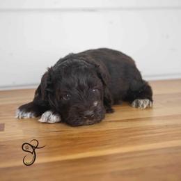Ike - Liver male Miniature Schnauzer puppy in Diamond Valley, Utah from JoJo's Schnauzers
