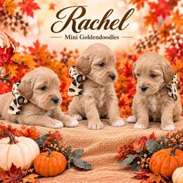 Rachel - Apricot female Goldendoodle puppy in St Anthony, Idaho from Diamond H Puppies