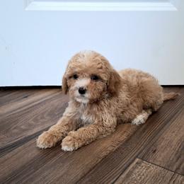 Lady - Apricot female Cavapoo puppy in Waco, Texas from Good Shepherd Homestead
