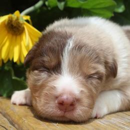 Cheshire Cat - Red merle male Australian Shepherd puppy in Star City, Arkansas from Blush & Lace Aussie Co.