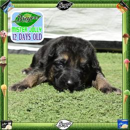 BREYERS -- A ROBUST MALE - Black and tan male German Shepherd puppy in Murrieta, California from Diamond Oaks German Shepherds