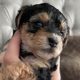 Yorkshire Terriers from MyYorkies