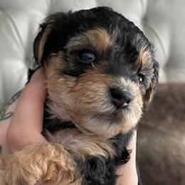 Yorkshire Terriers from MyYorkies