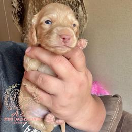 Teddy - Cream male Dachshund puppy in Hornbeck, Louisiana from A&Z Mini Dachshunds