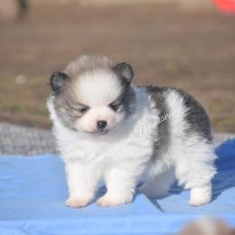 AKC Zoey - Orange sable female Pomeranian puppy in Saint Ignatius, Montana from Pomeranians Montana