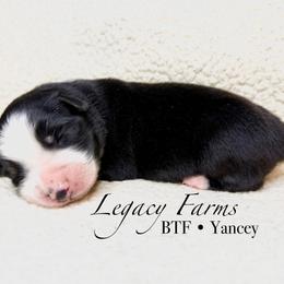BTF Yancey - Black tri-color female Australian Shepherd puppy in Shelby, Alabama from Legacy Farms