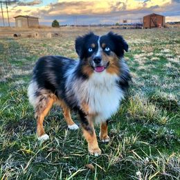 Ranger - Toy Australian Shepherd