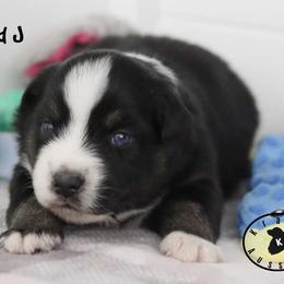 Fred - Black tri male Miniature Australian Shepherd puppy in Garden Plain, Kansas from Krazy K Aussies