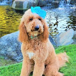 Belle - Goldendoodle