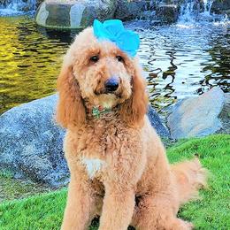 Belle - Goldendoodle