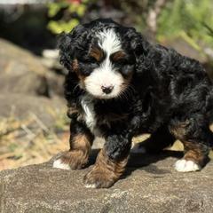 Australian Mountain Doodles and Bernedoodles from Blue Skye Doodles
