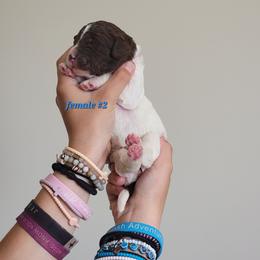 Girl 2 - female Newfypoo puppy in Shelby, Alabama from New Life Family Farm