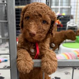 Woody - Red  male Goldendoodle puppy in Moreno Valley, California from Rainbow SoCal Doodles