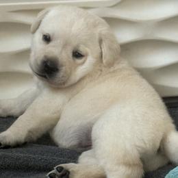 Girl 1 - Yellow female Labrador Retriever puppy in Kingfield, Maine from Maynard’s Labs