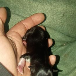 Boy 3 - Black tri male Toy Australian Shepherd puppy in Humansville, Missouri from Tater Tot aussies