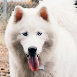 Snowflake - Siberian Husky