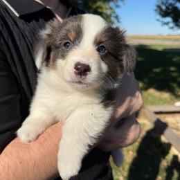 Sterling - Blue male Pembroke Welsh Corgi puppy in Paxton, Illinois from McGovern Family Corgis
