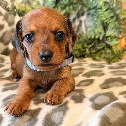 Duke - Dapple male Dachshund puppy in Lynn, Indiana from StorSma Farms